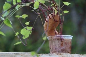 Le jardinage pour les enfants : un pied de pomme de terre