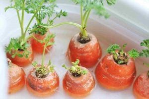 Le jardinage pour les enfants : les carottes