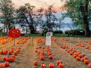 Le champ de citrouilles 