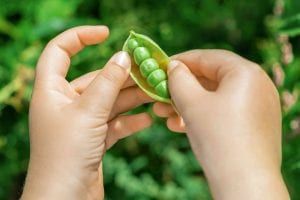 Jardinage pour les enfants : les petits pois