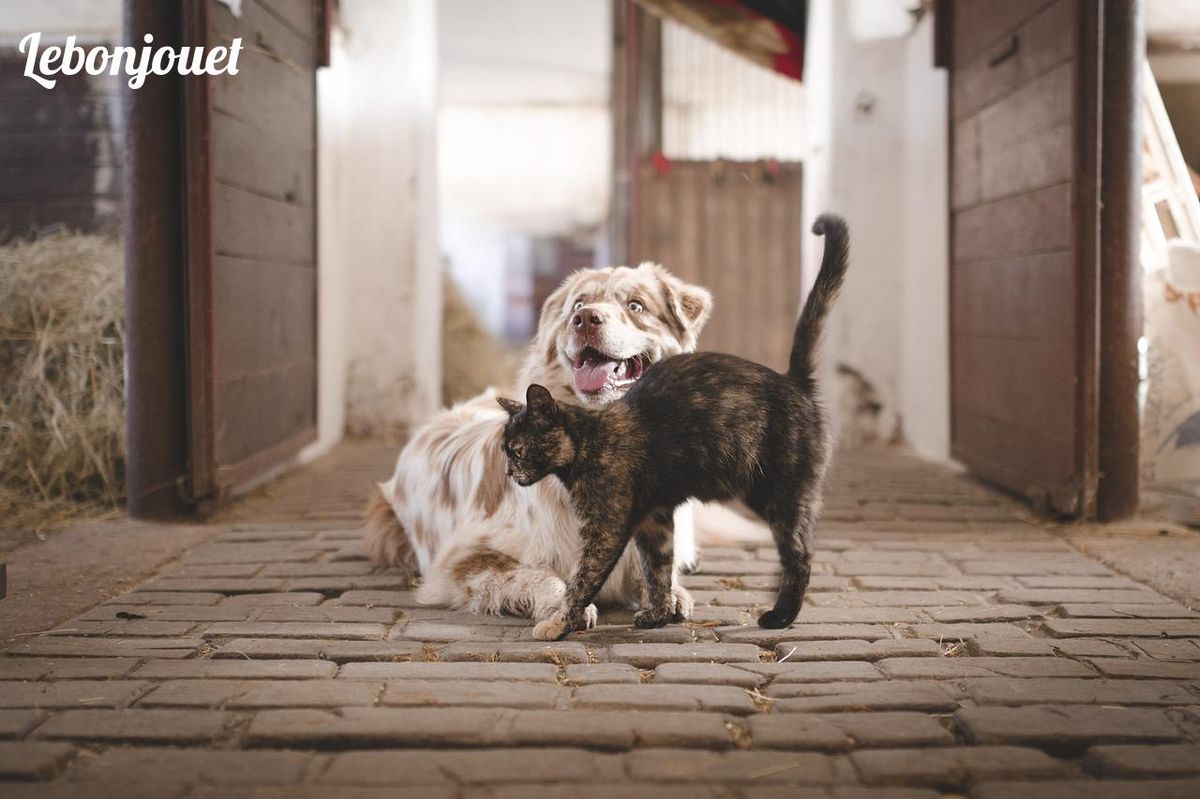 Chien et chat complices, un écho parfait à l'amitié Timon et Pumbaa.