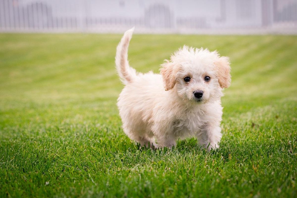 Chiot curieux : choisissez des jouets sûrs pour éviter les dangers invisibles du jardin.