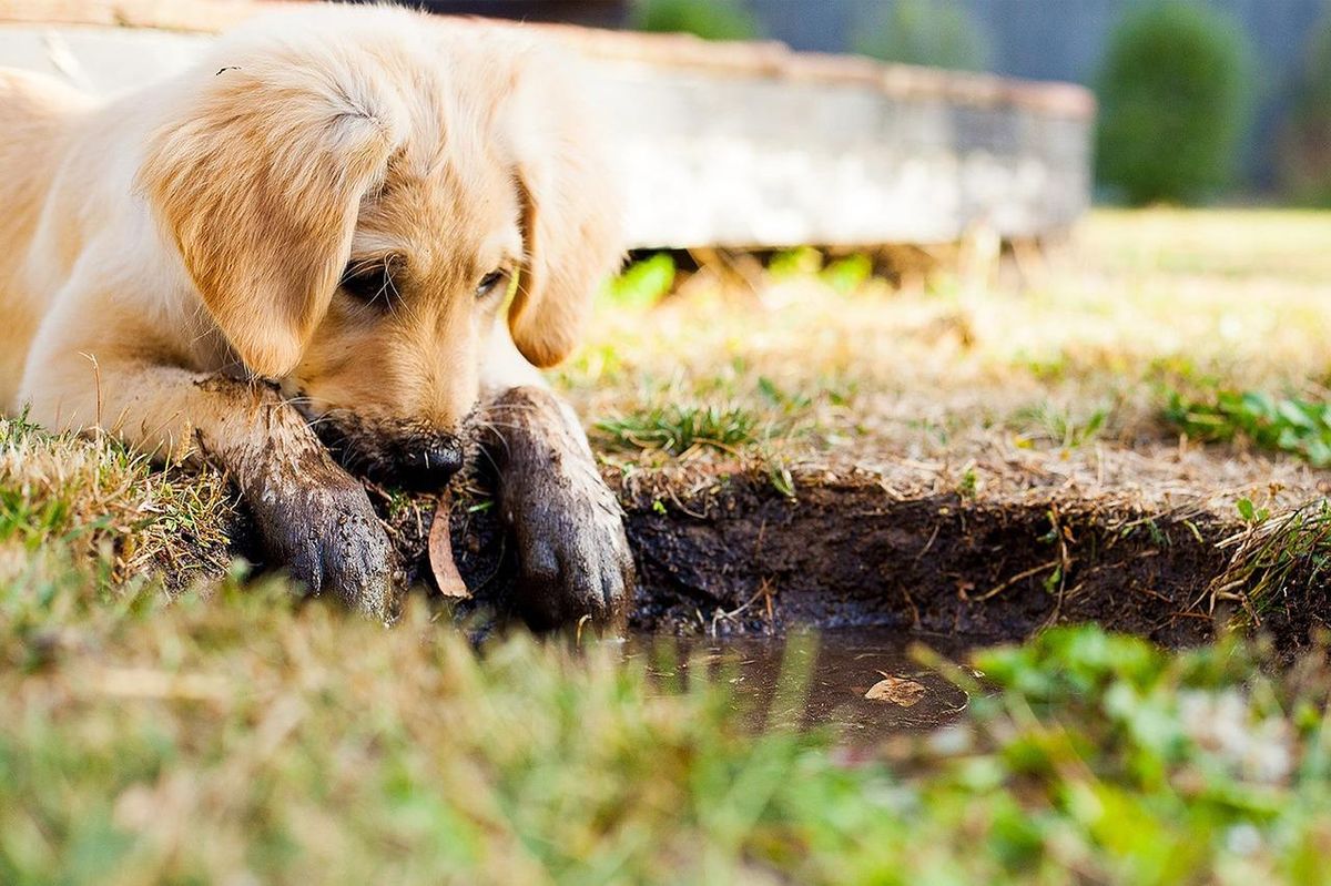 Chiot curieux découvre la boue : l'aventure commence avec des jouets adaptés.