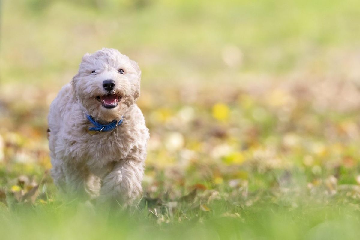 Chiot enjoué court dans un parc. Jouets interactifs : complicité assurée pour de nouvelles aventures.