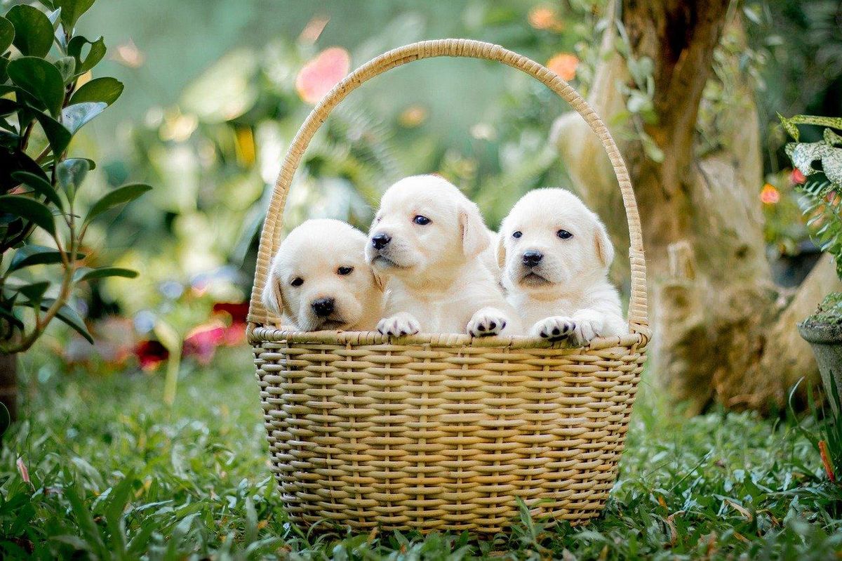 Chiots en panier, prêts à explorer le monde avec des jouets stimulants !