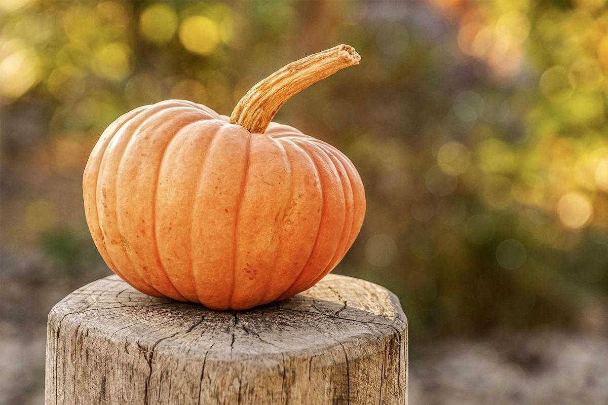 Citrouille sur souche: parfaite pour un atelier sculpture d'Halloween 2024! 🎃 #HalloweenCréez