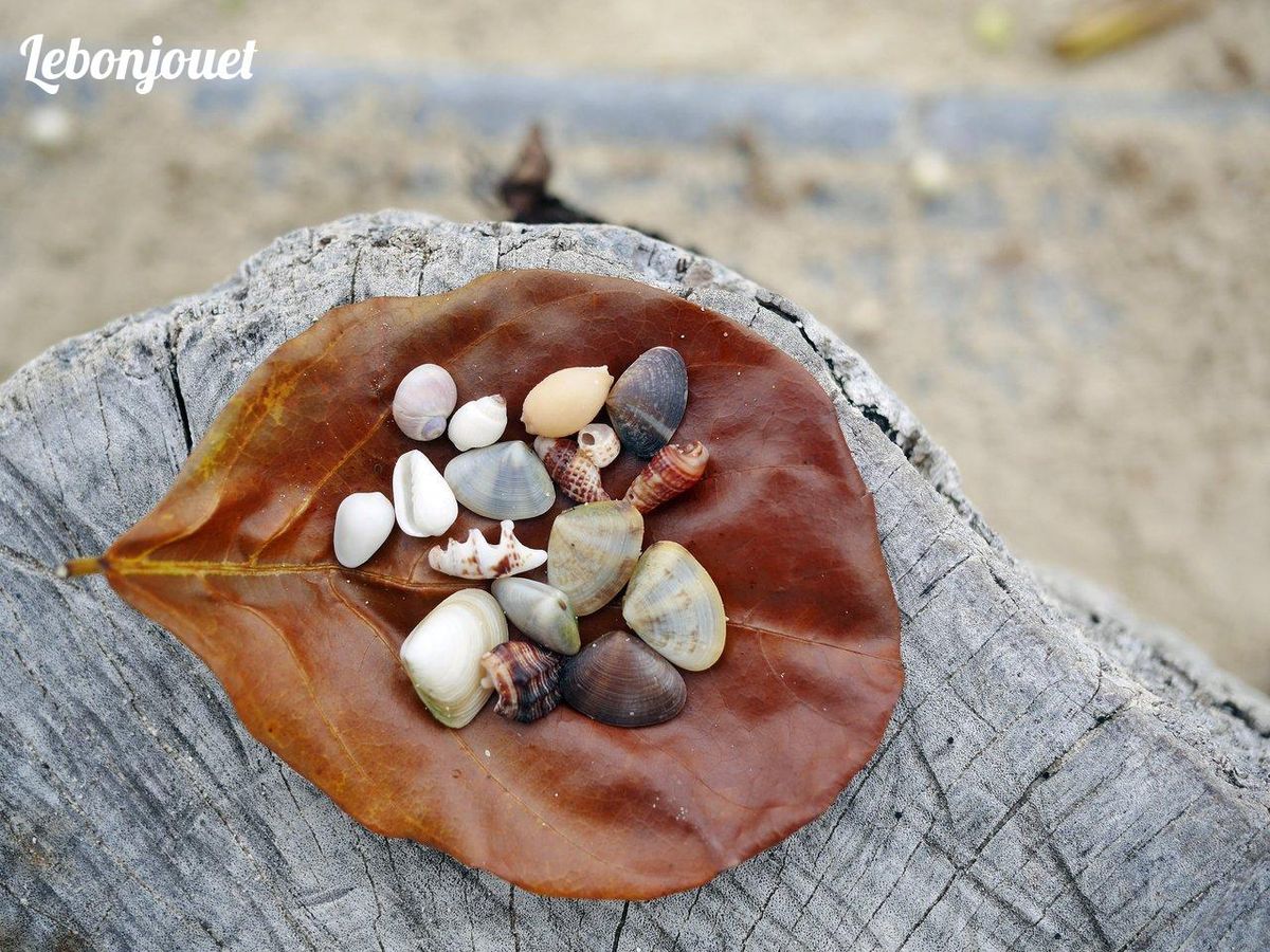 Collection de coquillages : trésors de la nature pour éveiller la curiosité des enfants.