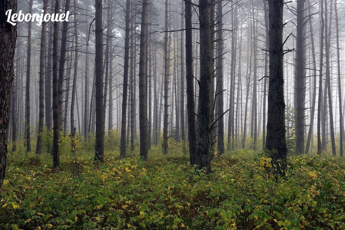 Découverte automnale : marche immersive dans une forêt embrumée.