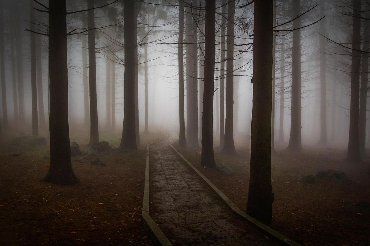 Enigmatique forêt brumeuse : frissons et aventure pour la soirée d'Halloween.
