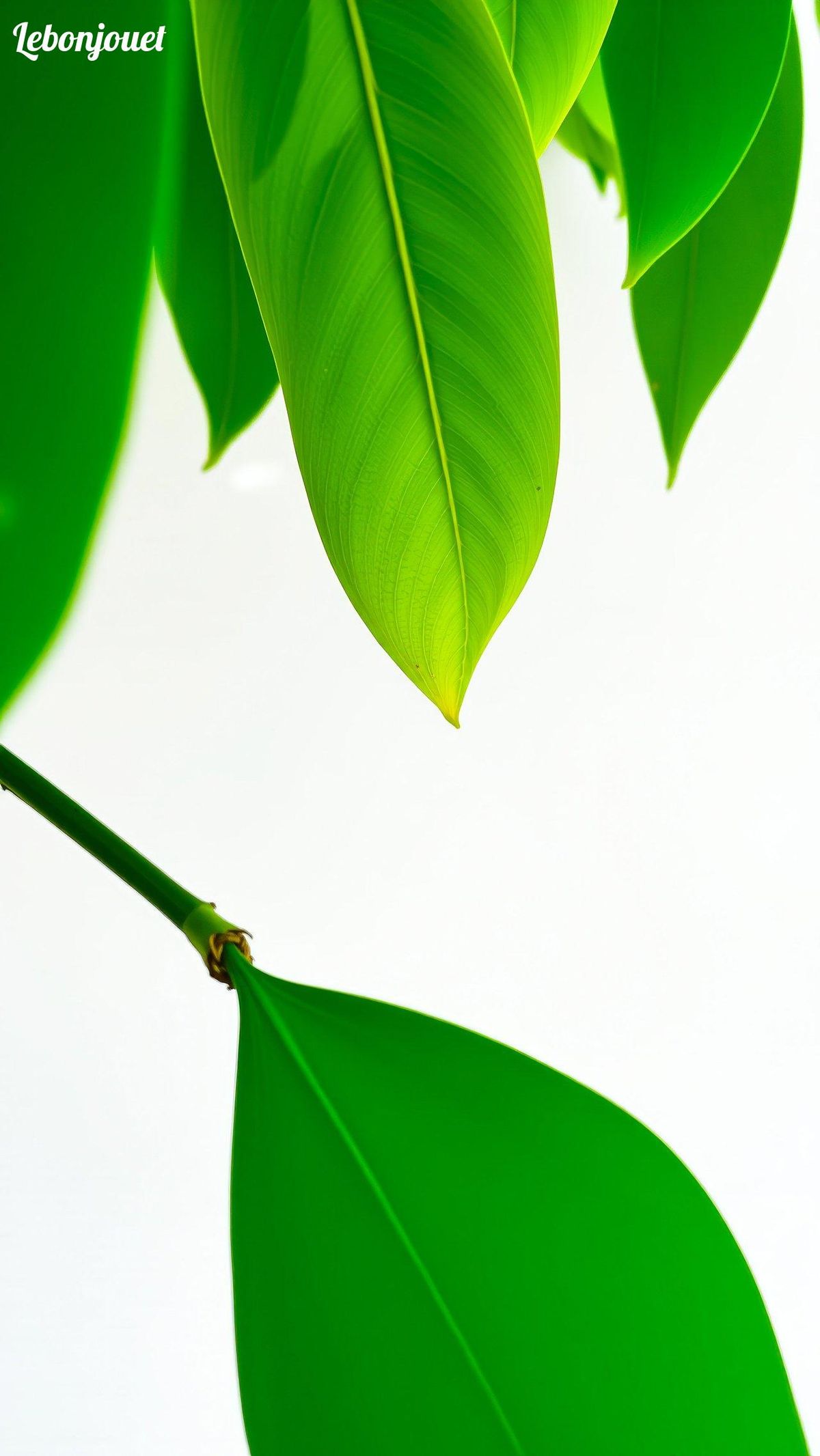 Feuillage vibrant : Plongée dans la riche texture des plantes pour une botanique pratique.