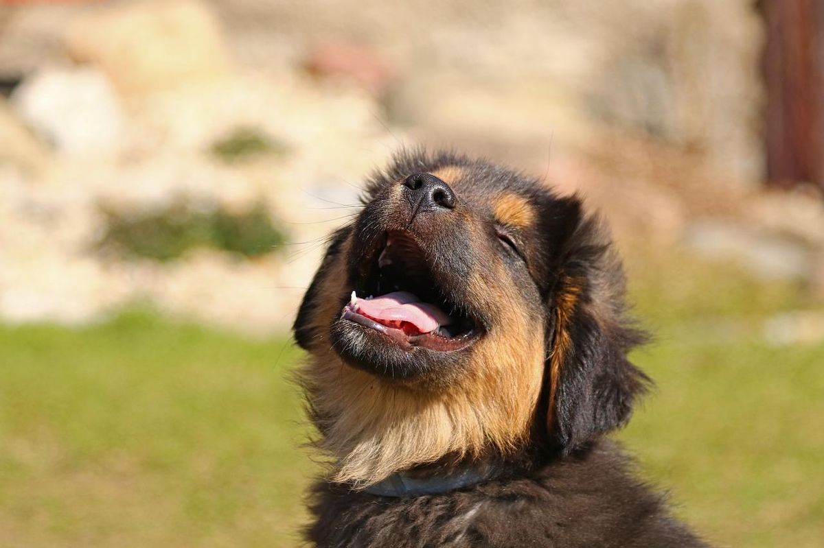 Jouet trouvé ? Un chiot éclatant de joie, parfait pour tester nos jouets !