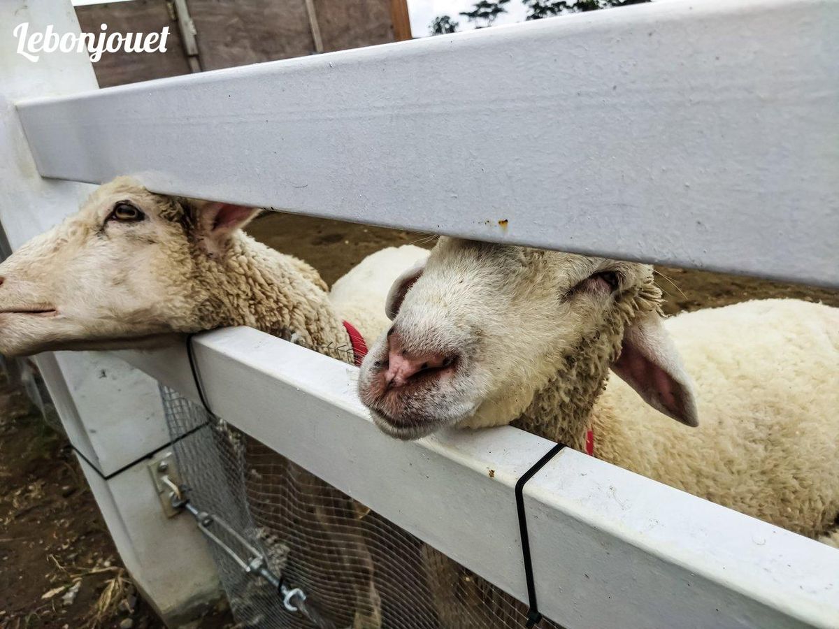 Moutons curieux : premiers copains à rencontrer lors d'une visite unique à la ferme !