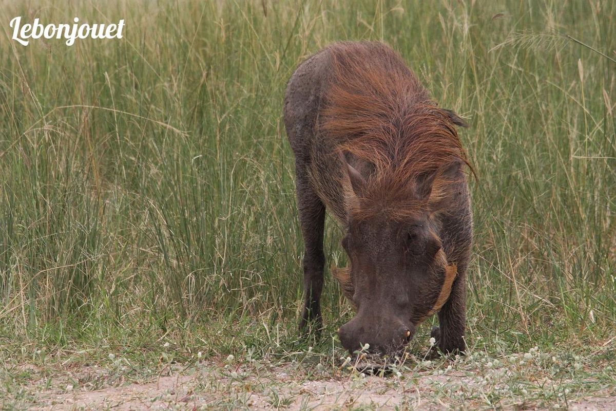 Pumbaa en pleine action : Manger et s'amuser, la devise du duo indomptable !