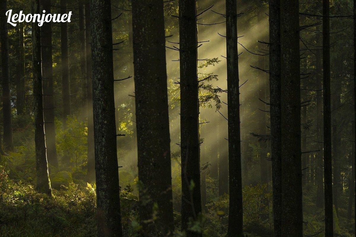 Rayons dorés percent la Forêt Enchantée, un refuge pour les esprits de la nature.