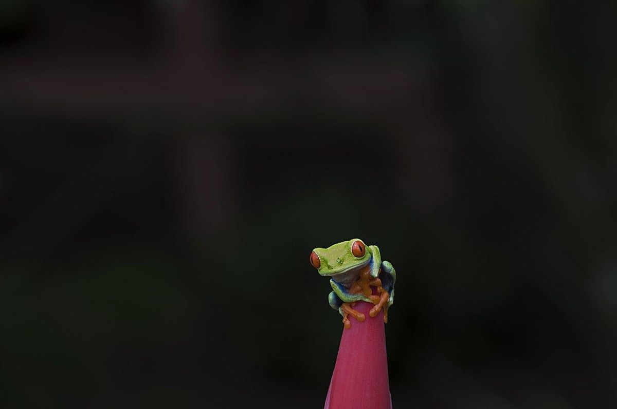 Throg, le super-héros grenouille, brandissant un fragment de Mjolnir dans un paysage mystique, symbole des animaux Marvel.