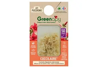 - 50 larves coccinelles anti-pucerons - coccilaure