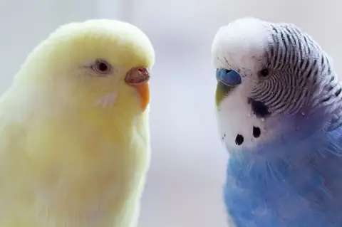 Angry Birds 2 : toutes les nouveautés de la mise à jour de mai 2026 expliquées