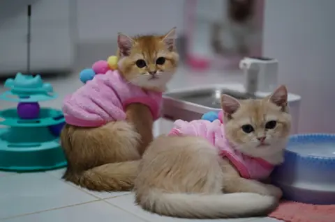 Qui sont les Gabby-chats les plus populaires ?