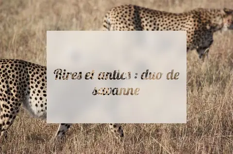 Rires et antics : duo de savanne