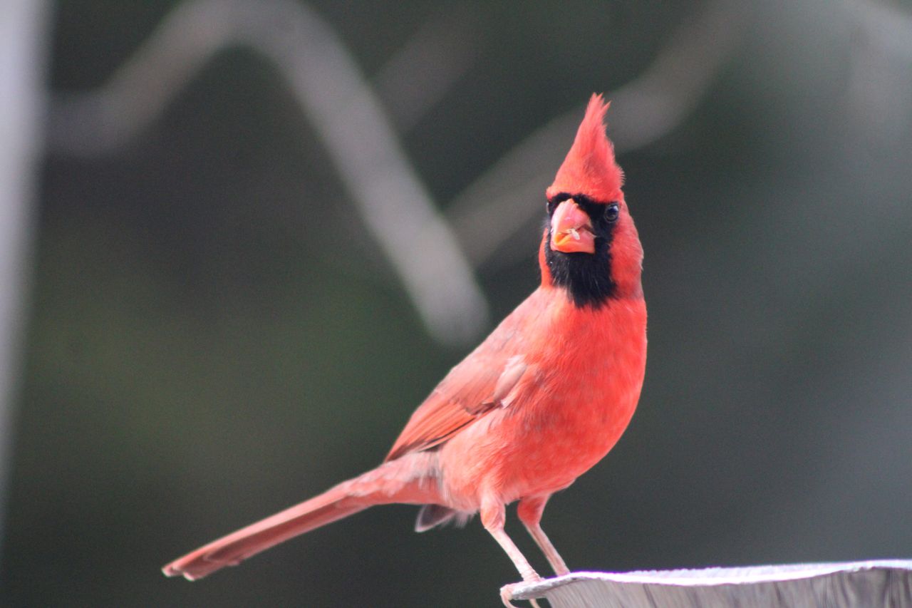 Cardinal rouge mâle vibrant en pleine nature, oiseau chanteur emblématique aux couleurs éclatantes.