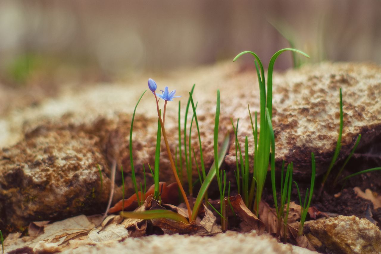 Des enfants explorent un parc au printemps à la recherche de fleurs et d’éléments naturels.