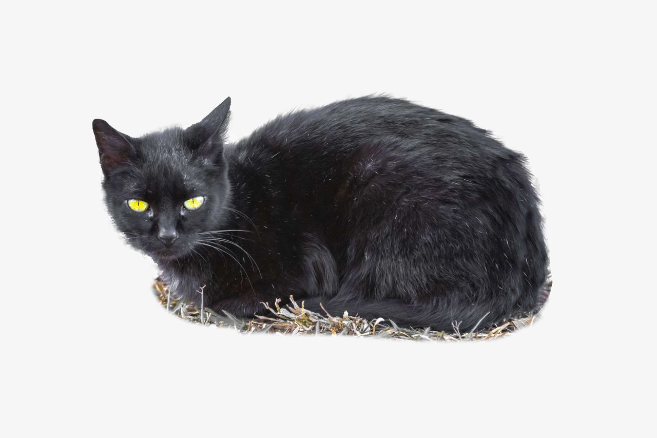 Marinette, Chat Noir et Tikki face à la silhouette énigmatique de Lila dans une ville stylisée.